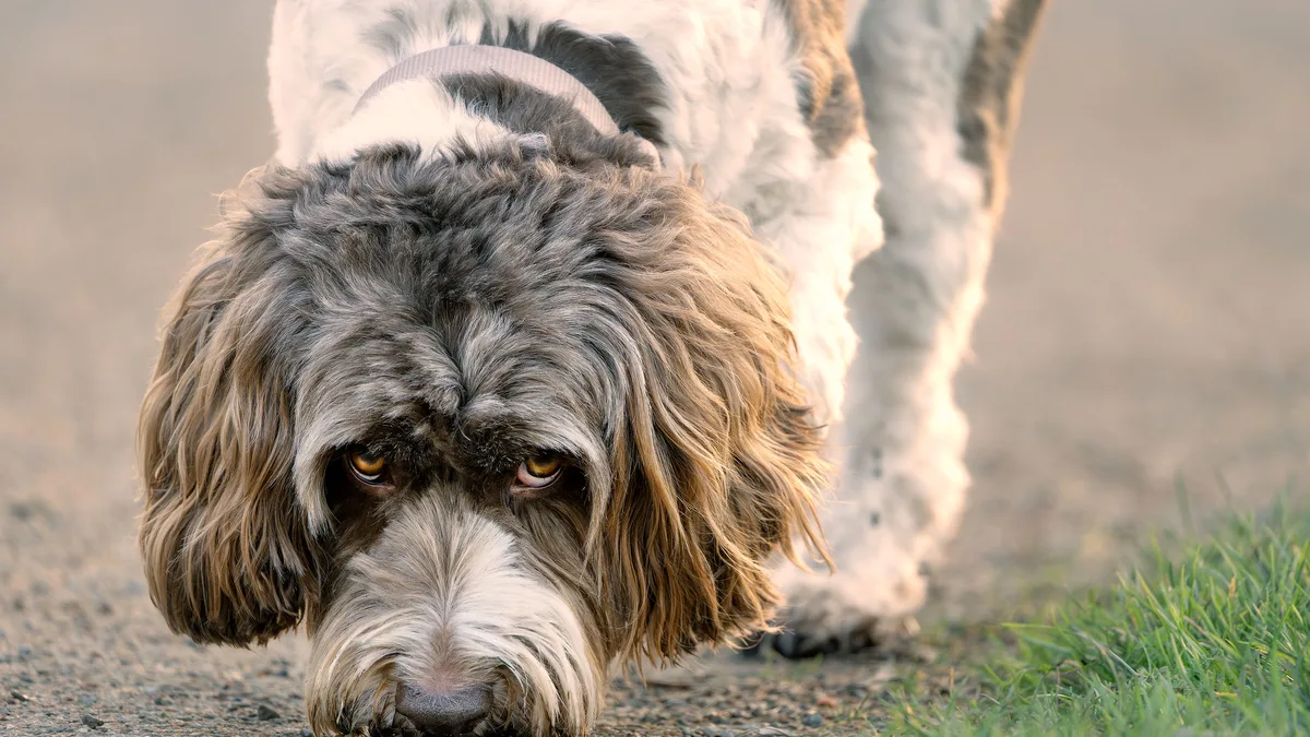 Ein grau-weißer, zotteliger Hund hält die Nase dicht über einen Kiesweg, rechts ein Streifen Gras