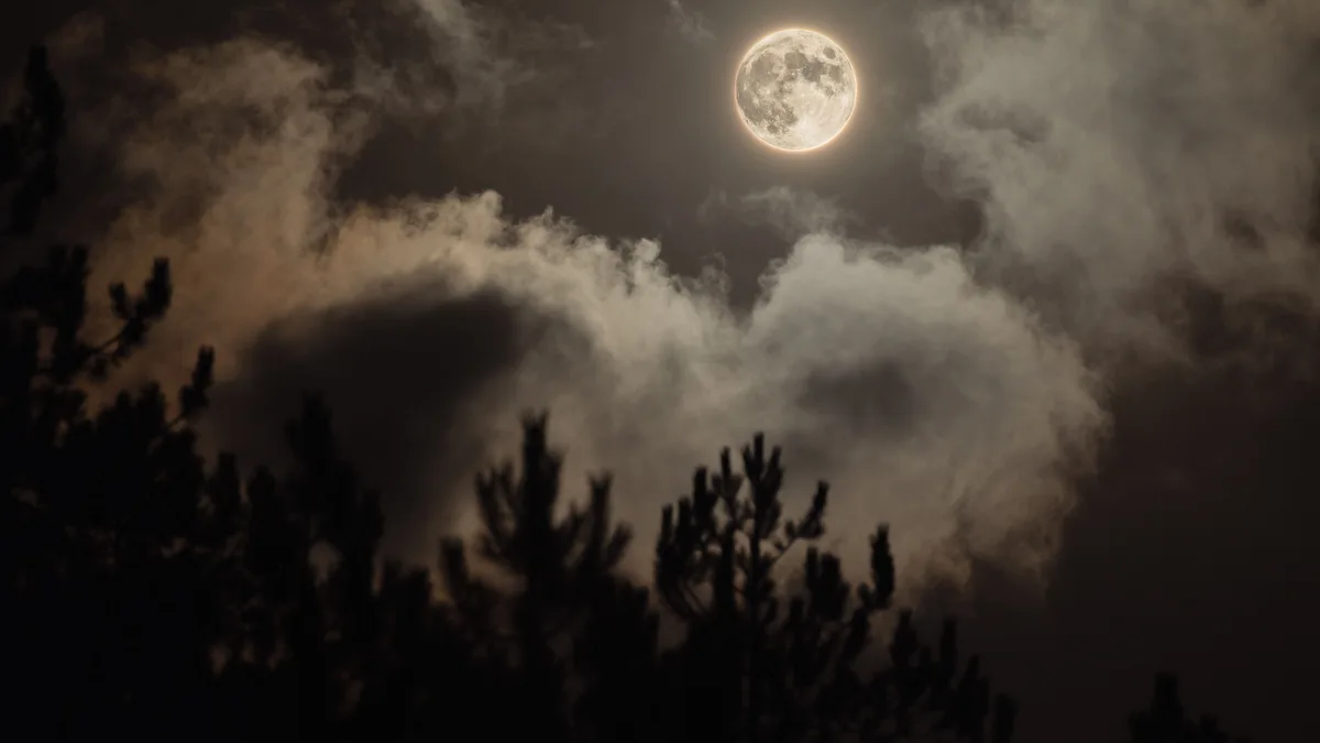 Vollmond zwischen Wolken über den dunklen Silhouetten von Kiefernwipfeln